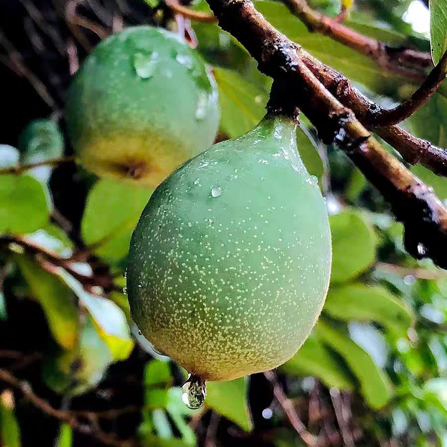 +江西赣南特产籽霹雳爱玉籽木莲籽亲子DIY做凉粉用的果子霹雳果