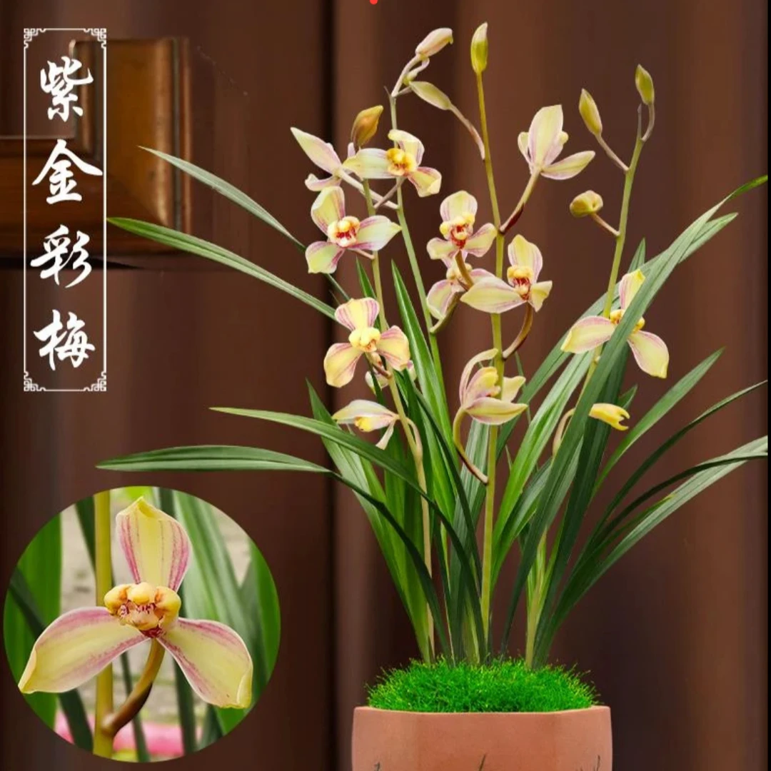 建兰名品【紫金彩梅】兰花带花苞浓香型窗台阳台室内花卉好养