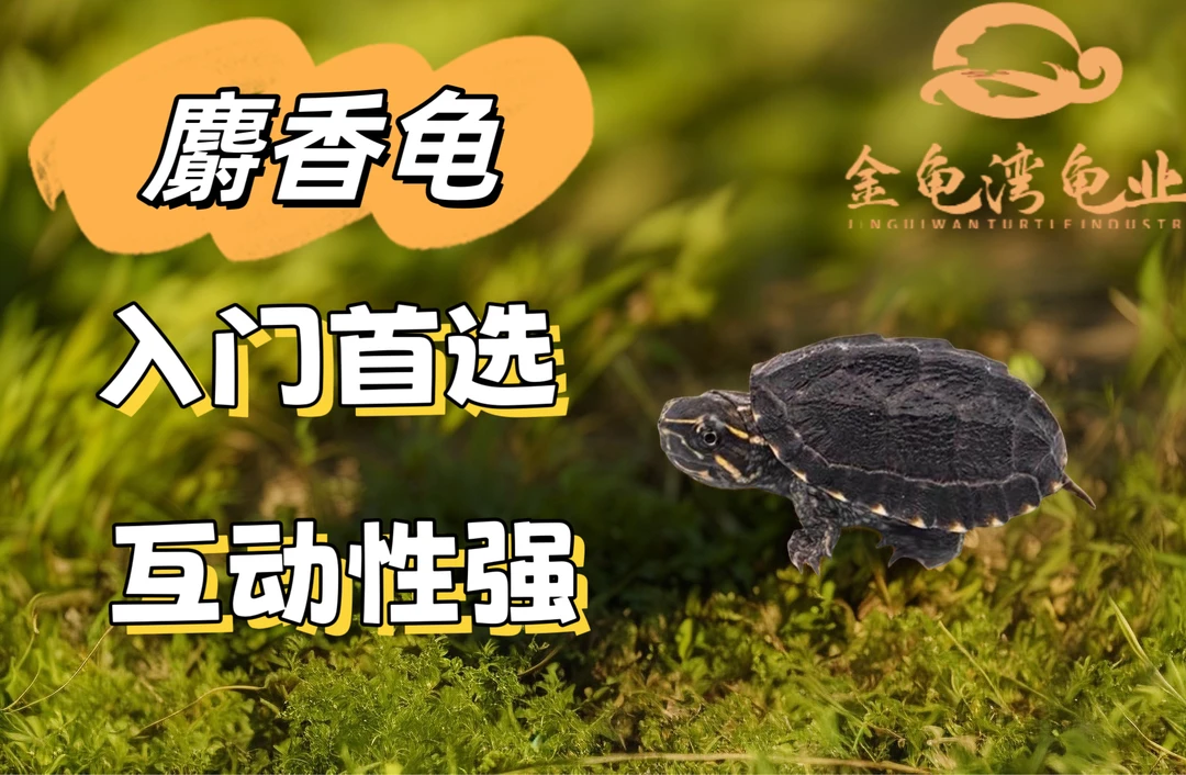 【直播选品】麝香剃刀果核欧泽头盔观赏龟宠物龟选品链接