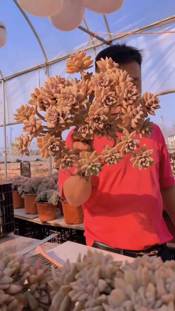 【闪购商品】缀化112