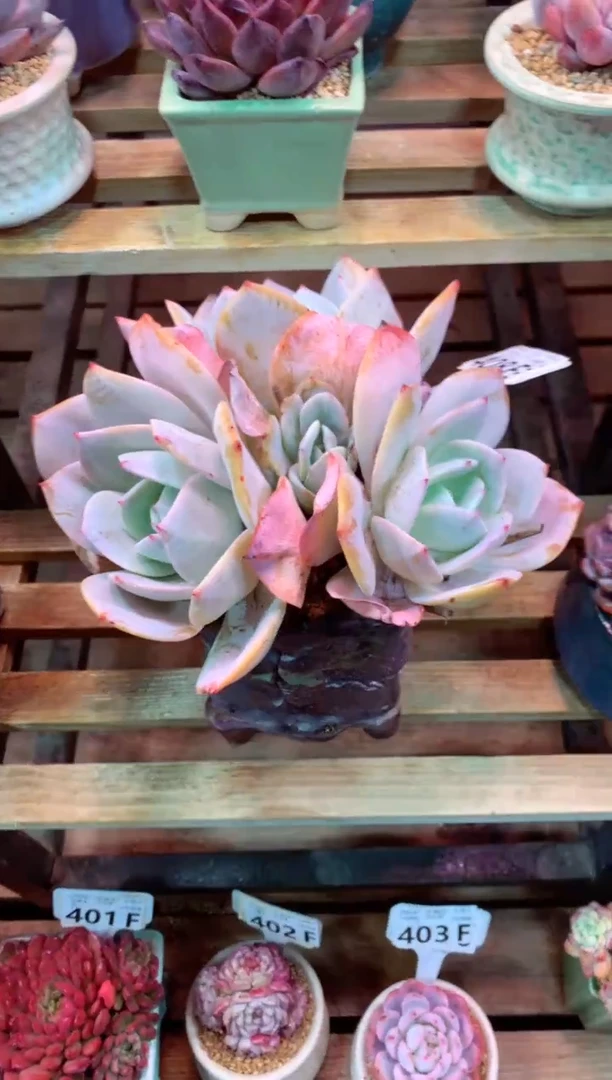 408F有砍（一物一拍，精品多肉，w所见即所得 ）