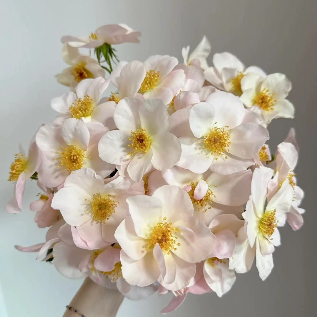 新品萨利福尔摩斯月季花可藤可灌 好养勤花丰花长势快