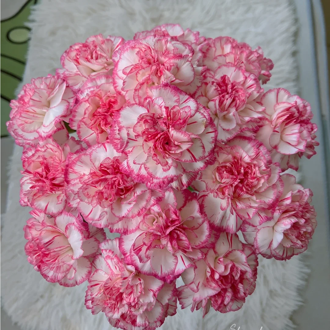 【全疆顺丰包邮】伊人康乃馨16枝（多给4枝售后）