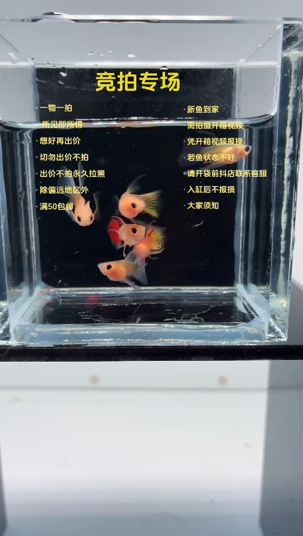 孔雀鱼玻璃猫长工6条