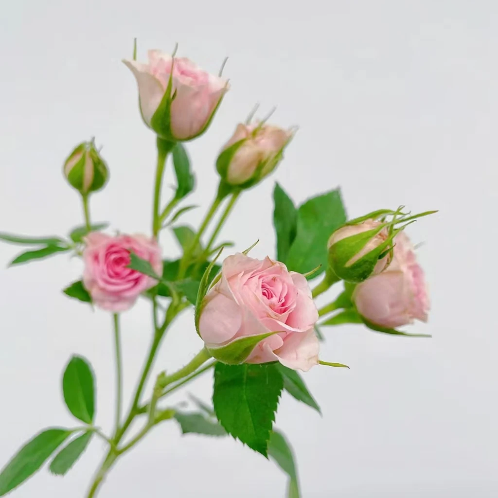 花鲜祉 豆蔻多头玫瑰 今日下单次日送达云南昆明斗南鲜花基地直发