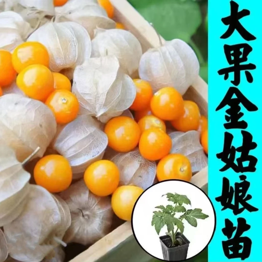 大果甜姑娘果秧苗超甜东北姑娘果家庭阳台小院盆栽四季种植