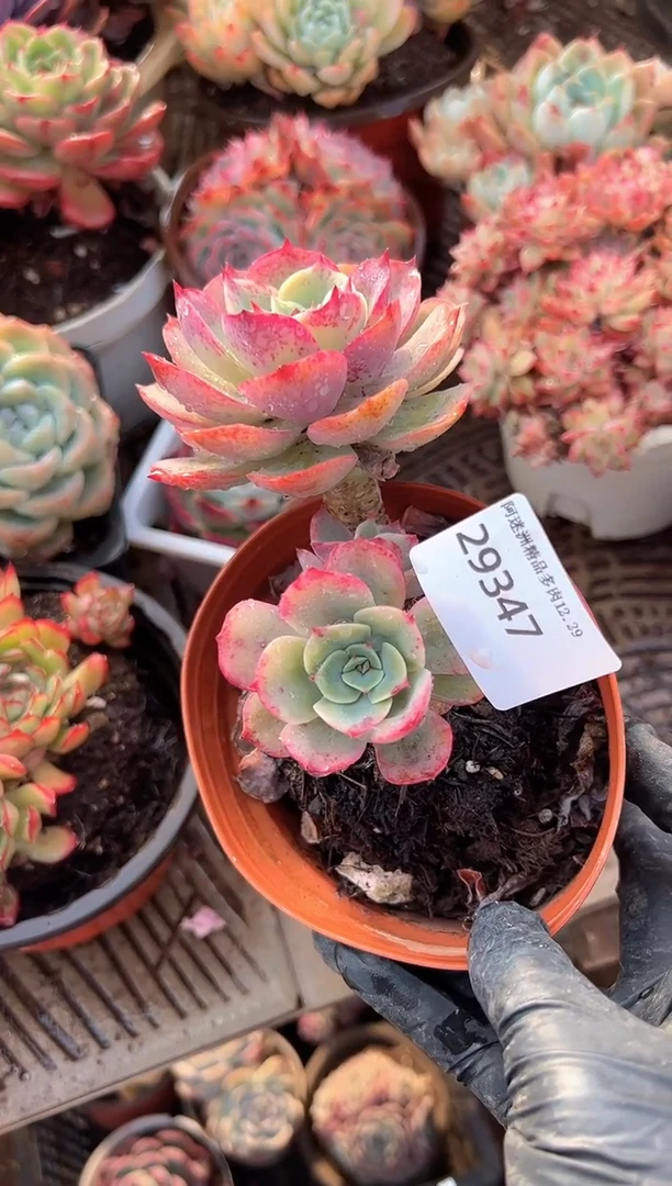 ?****✨阿迷洲多肉29347