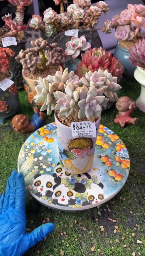 昆明印象多肉04575