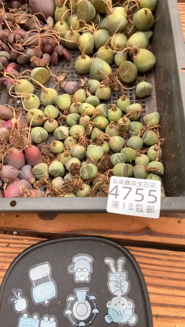 4755特价橄榄玉有疤瑕疵缺水发货10颗量拍