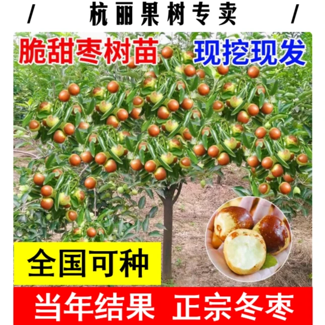杭丽|正宗沾化冬枣树苗蟠枣树苗南方北方庭院盆栽种植7年大苗树苗
