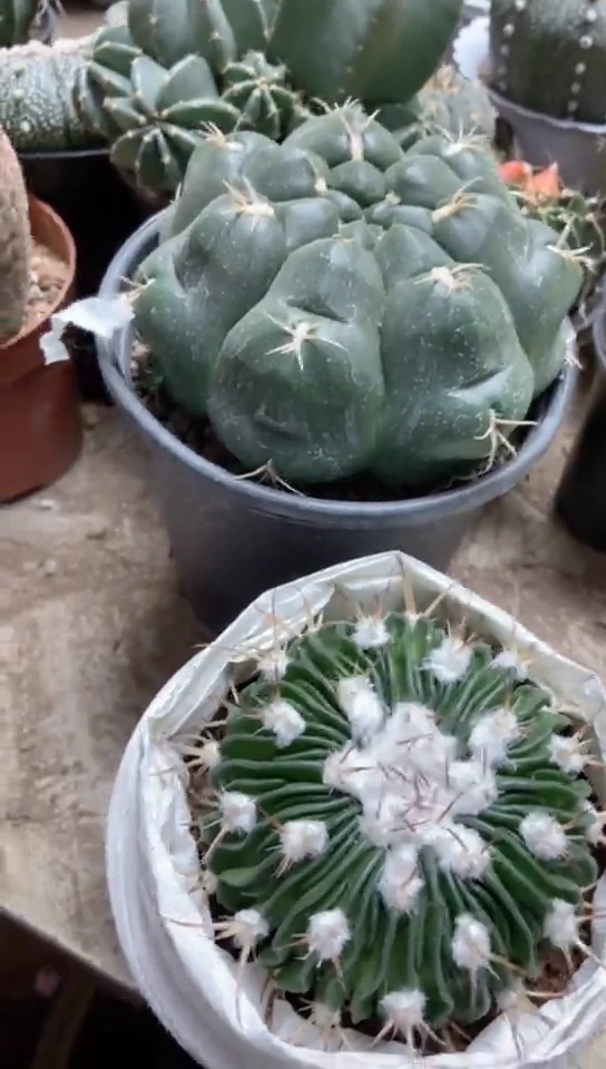 海王＋星巴克仙人球一物一拍