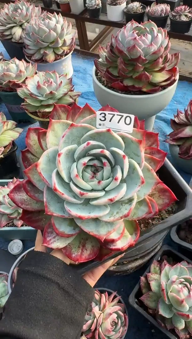 3770惊鸿仙子（裸根发货）