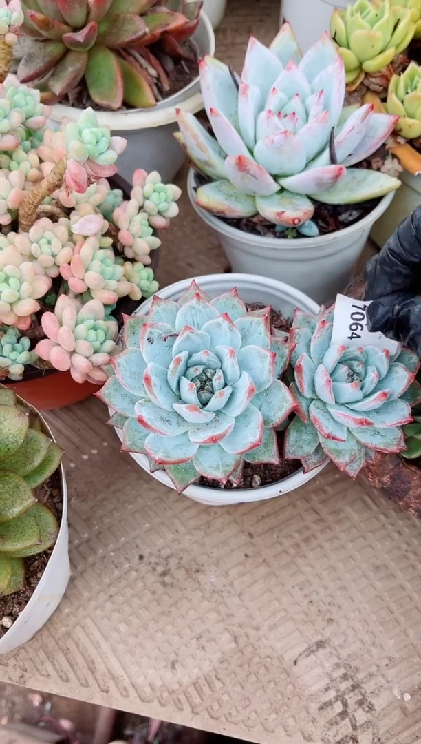 路***挽17064多肉植物一物一拍