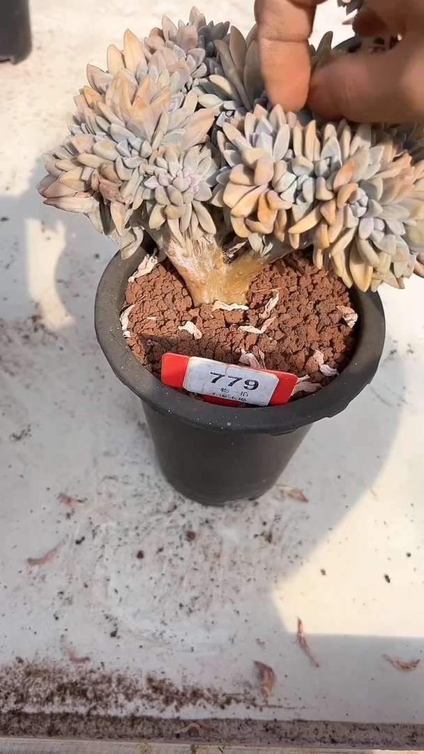 【闪购商品】779号淡雪缀