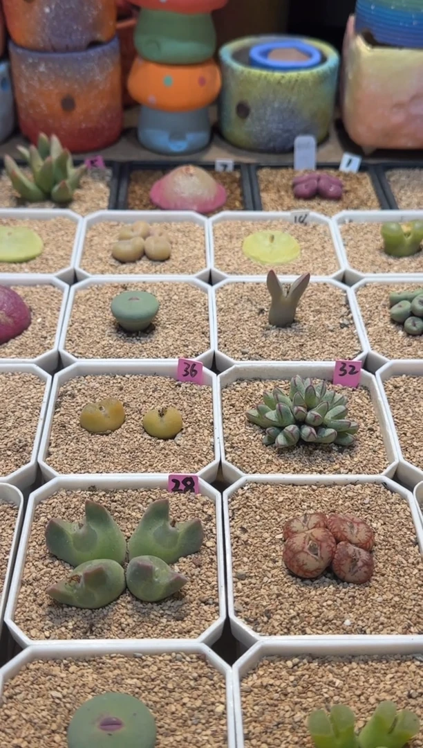 【闪购商品】25.1.19-122暖洋洋