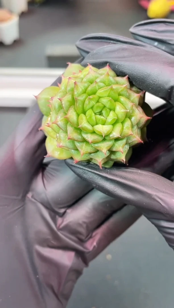 闪购1141 九层妖塔多肉一颗  3.8-4厘米