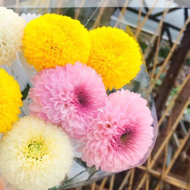 【买一送一】粉、白乒乓菊 花期长特别可爱圆嘟嘟 云南鲜花基地直发