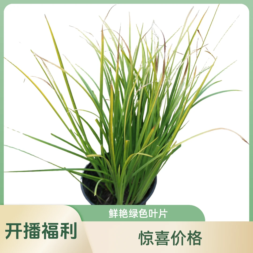 金叶石菖蒲 庭院线性植物