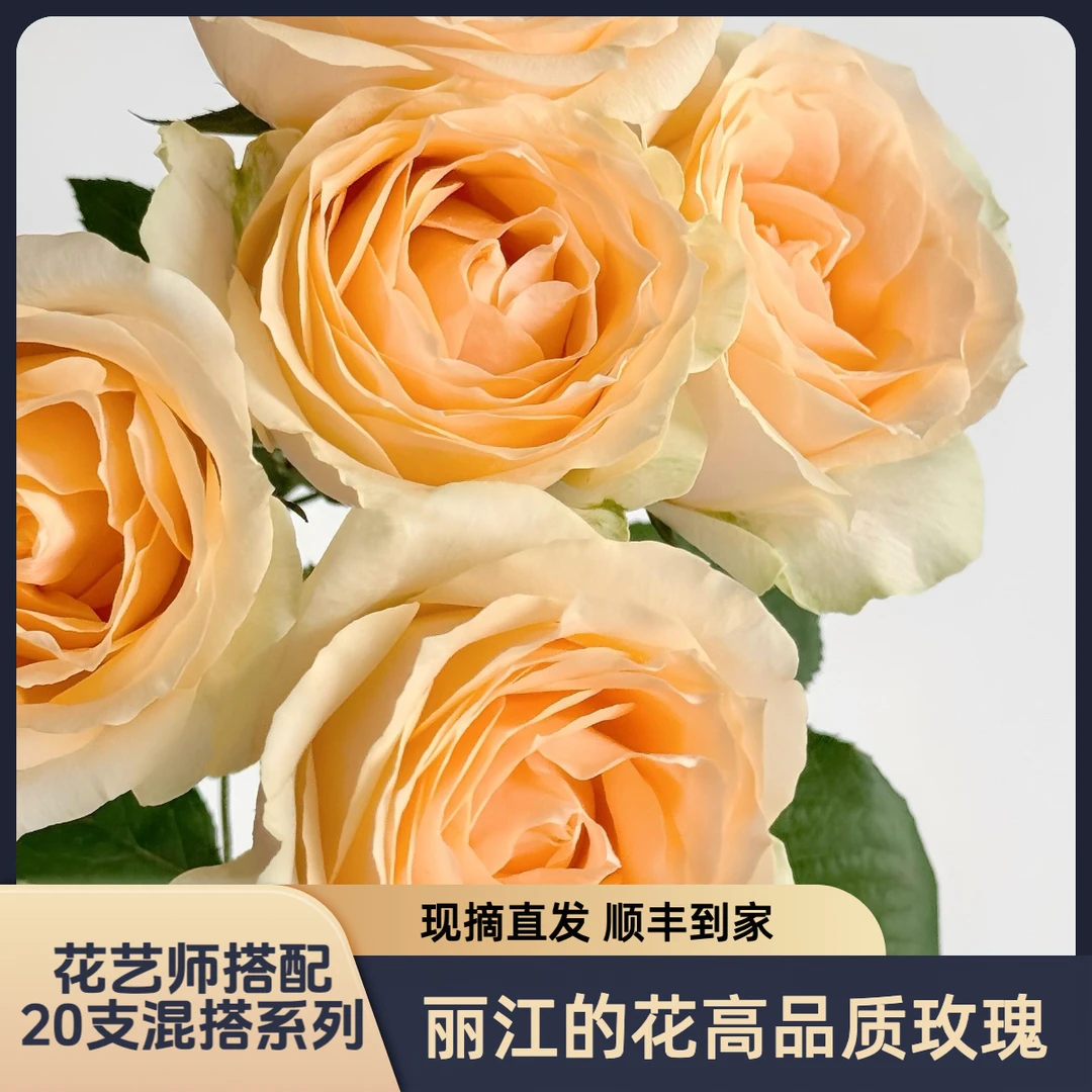 【粉丝定制】高品质A级60cm-70cm/20支混搭基地直发 顺丰包邮