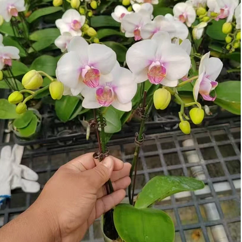 蝴蝶兰【雪媚娘】双花剑 室内花花 广州基地直发
