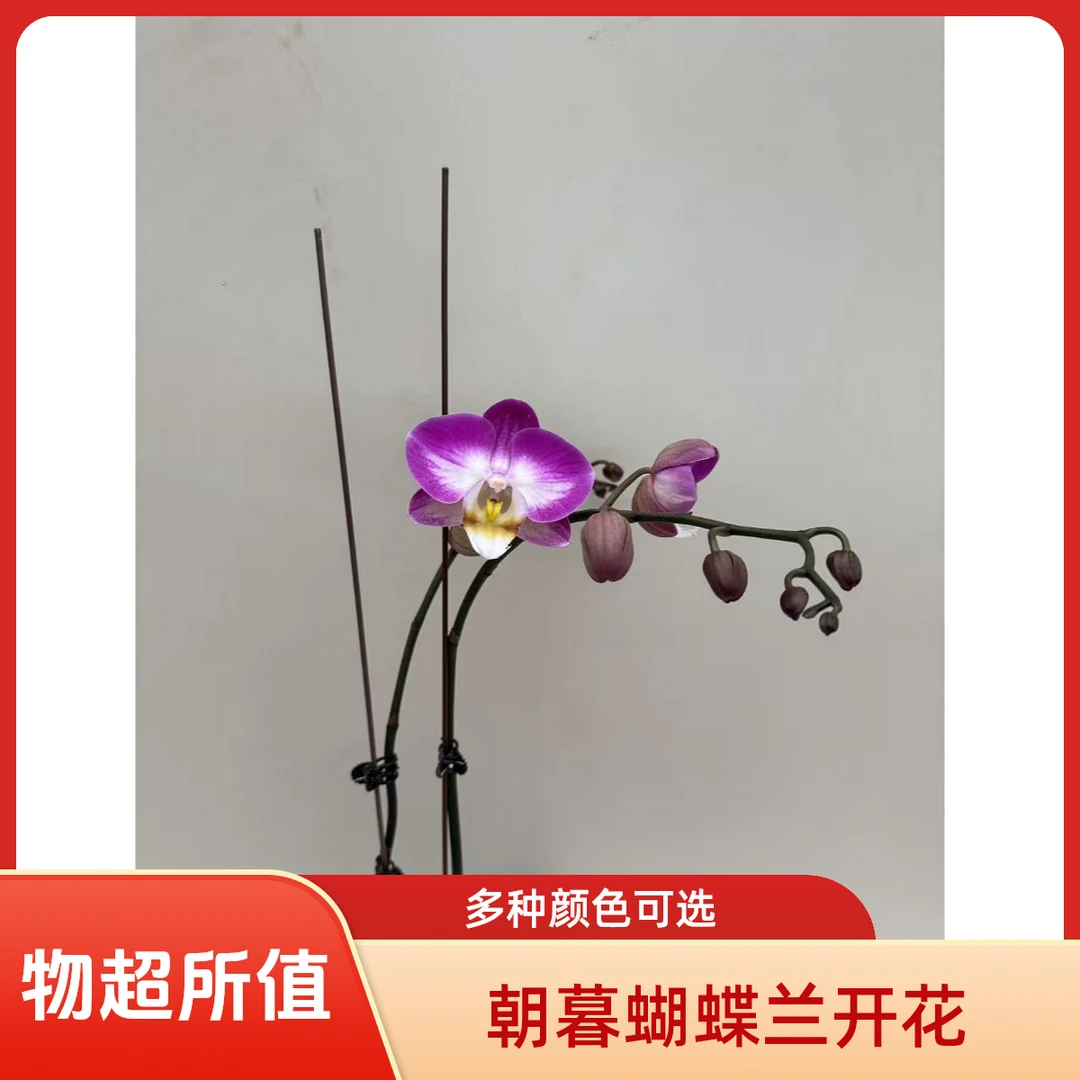 朝暮里蝴蝶兰【雪山飞狐】双 带花带花苞开花株发货