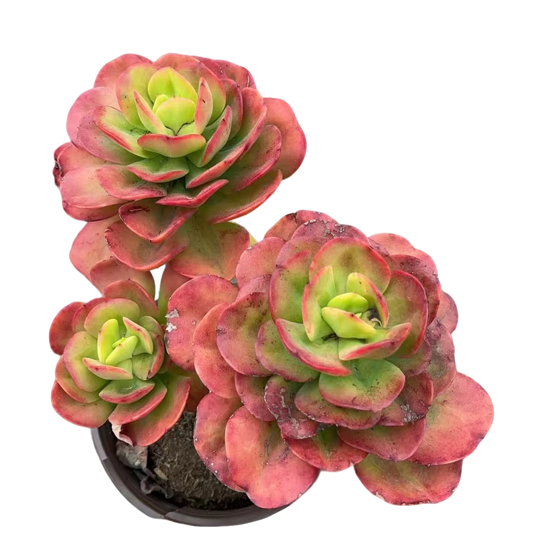 精品小红杯红梅多肉优选精选发货种植售后基地自产自销包赔