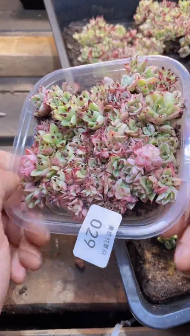 【闪购商品】029乌木量拍1盒