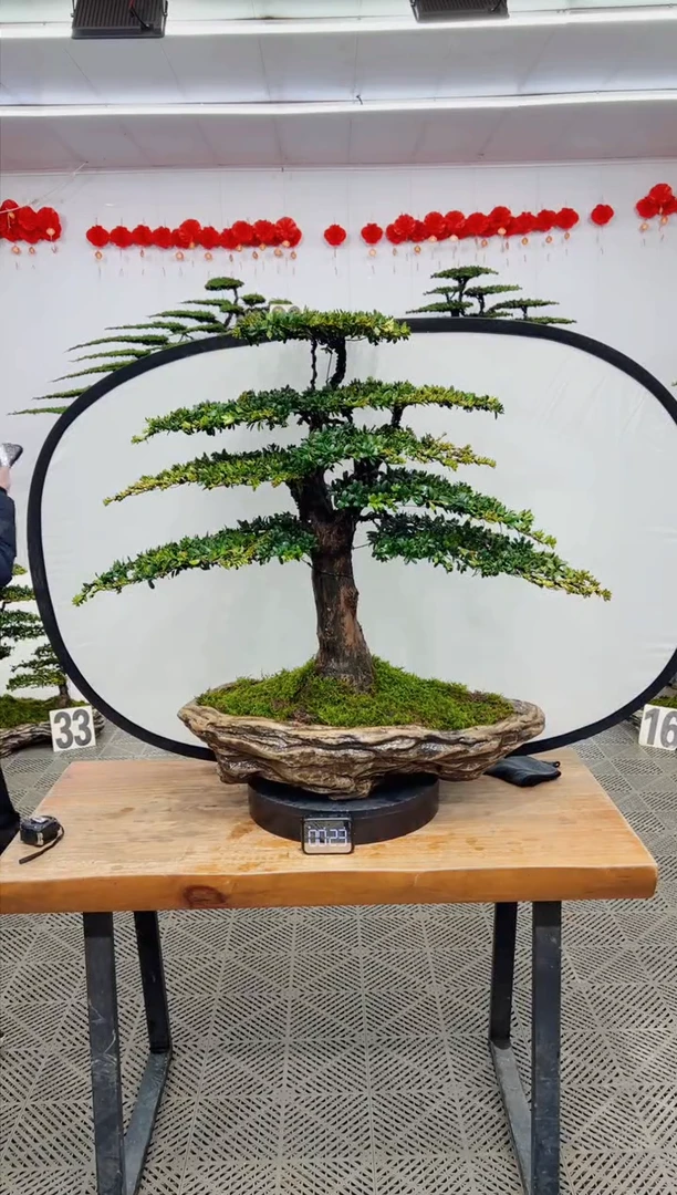 【闪购商品】盆景盆景
