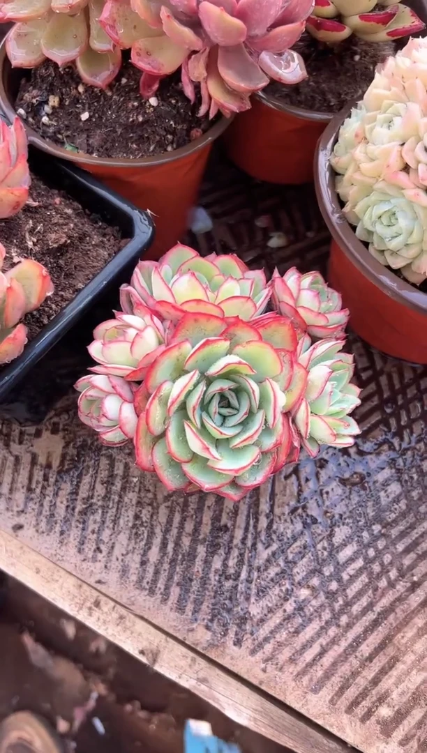 珩*儿多肉植物一物一拍30332