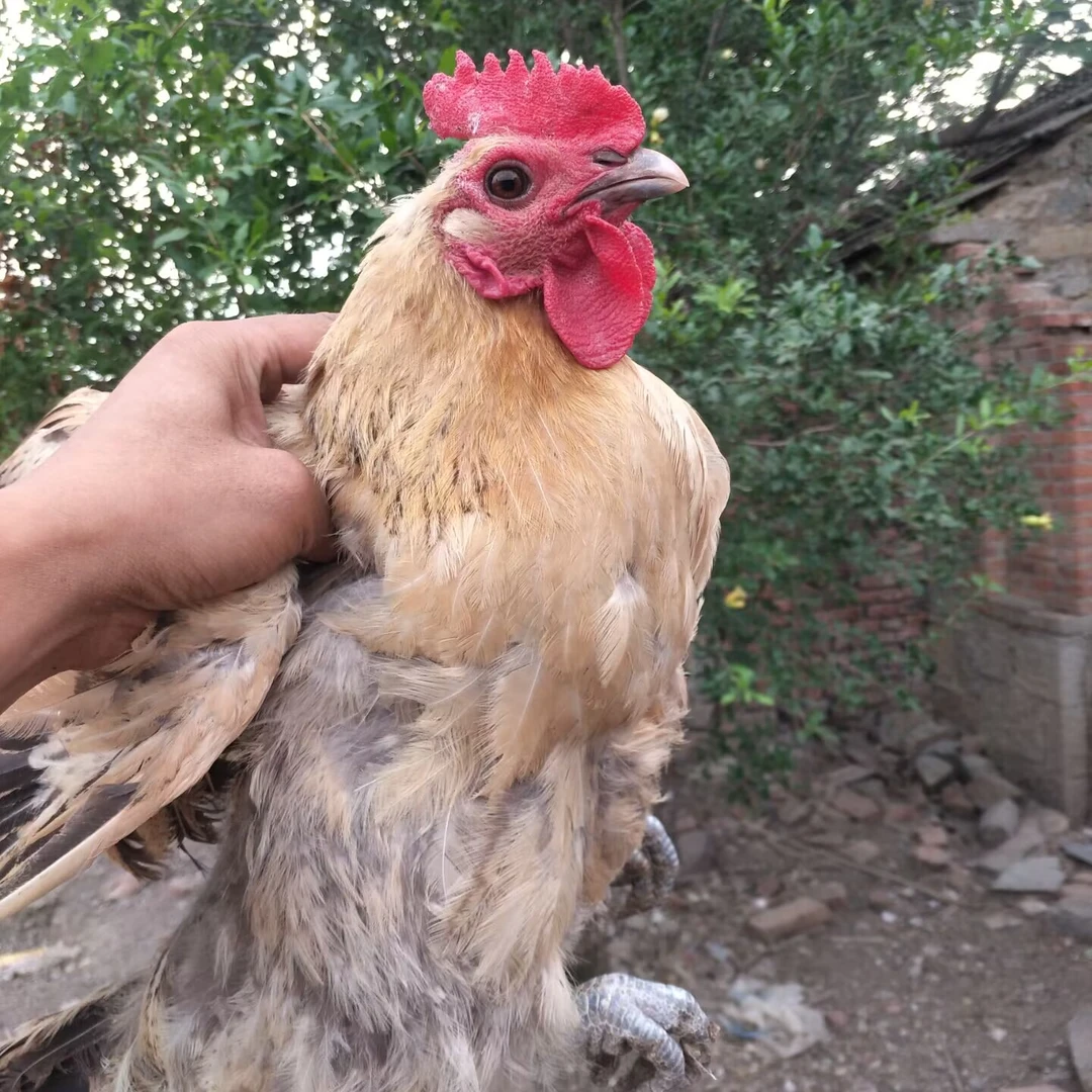 农家纯粮喂养原生态大山散养黄油老母鸡跑山土鸡放养新鲜约3.5斤