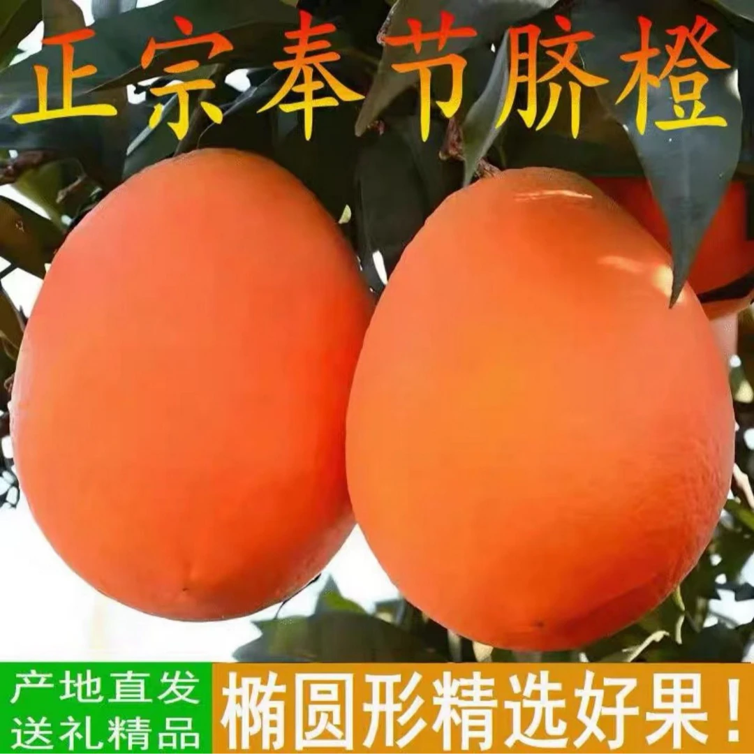 （顺丰直发）奉节脐橙头茬鲜果5斤10斤20斤新鲜现摘脆嫩香甜多汁