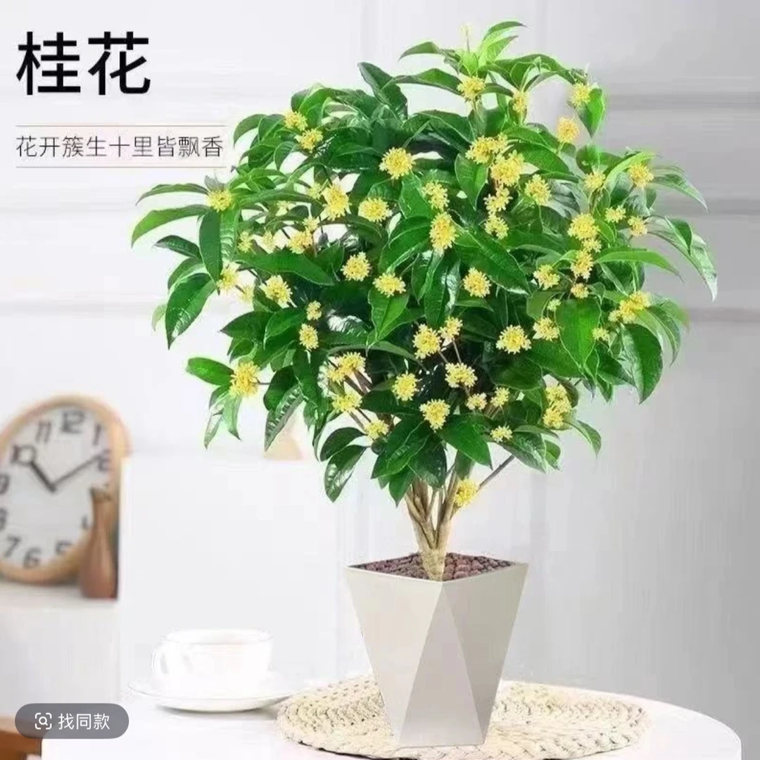 四季桂盆栽浓香型花卉开花不断适合室内外种植