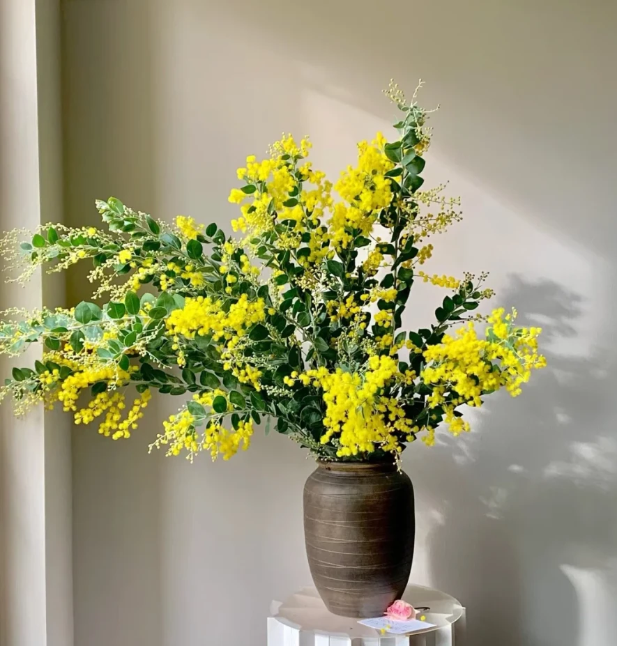 【金合欢】又名圣诞花  美好的友谊 | 云南基地直发 家庭养花插花