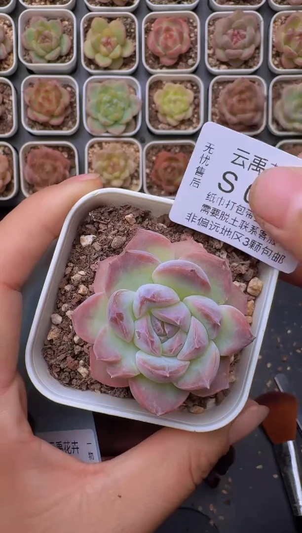 042S带盆土发 当场拍3颗以上包柚 多肉植物 一物一拍