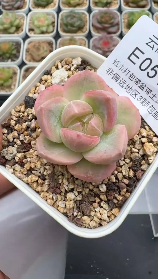 510E云禹多肉植物 带盆土纸巾打包 3颗包邮
