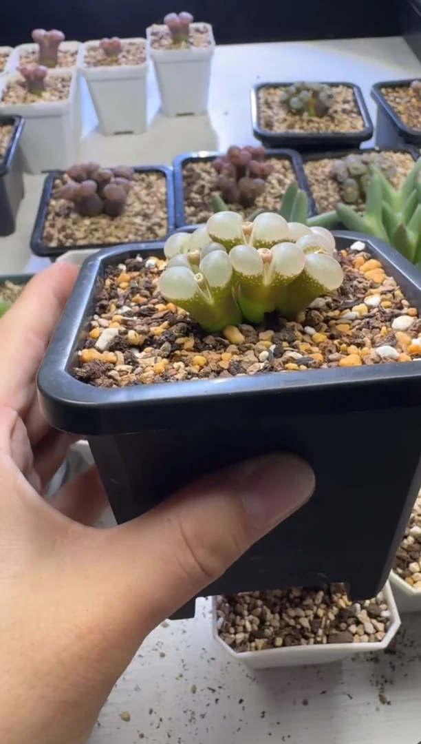 h****i【天津专场】148多肉植物肉锥