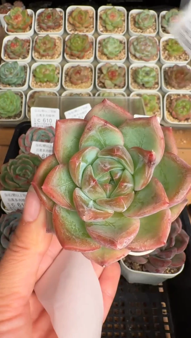 620带盆土发(6.5cm杯）一物一拍 珍妮多肉