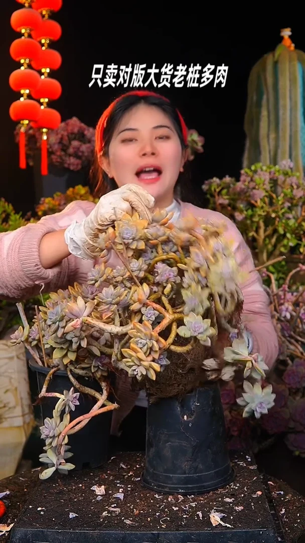 【闪购商品】黑盆大淡雪飘桩