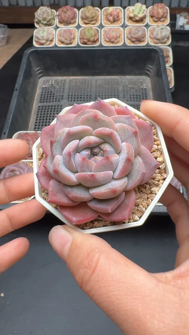 【闪购商品】498A号一物一拍多肉花卉植物拍3颗起发