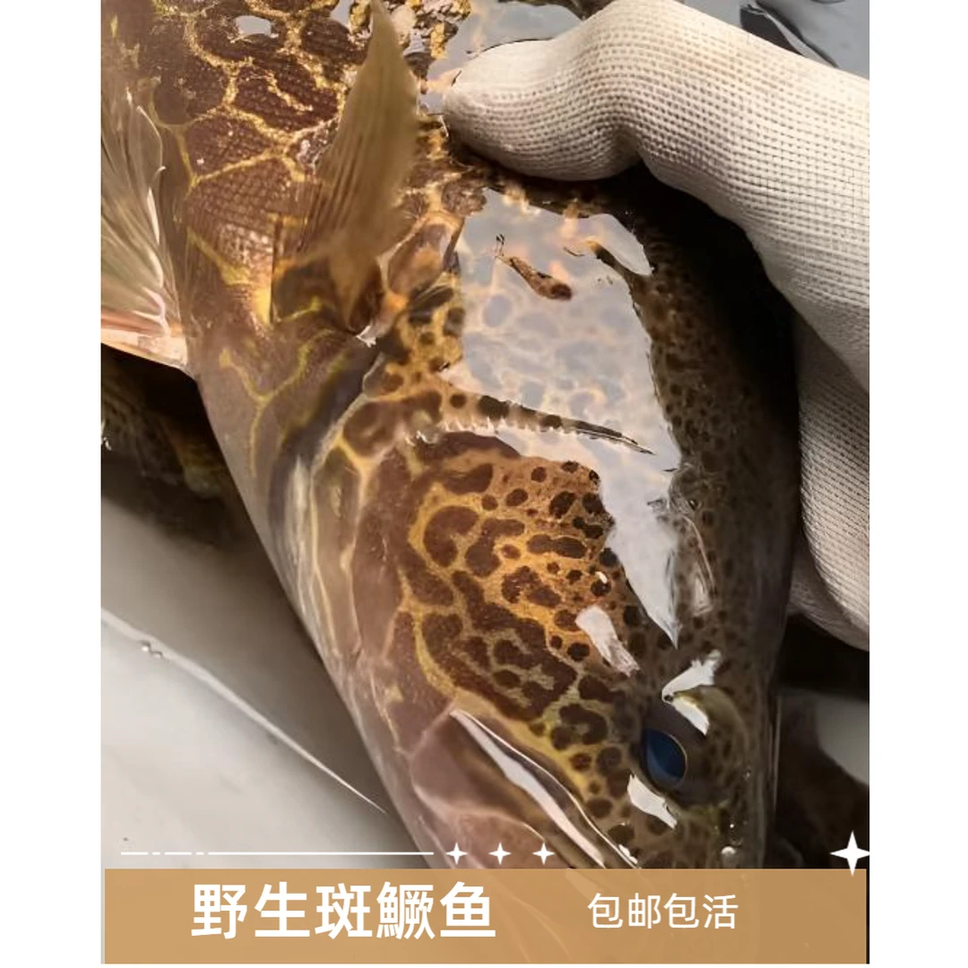 斑鳜活体淡水观赏鱼冷水鱼鳜鱼桂鱼