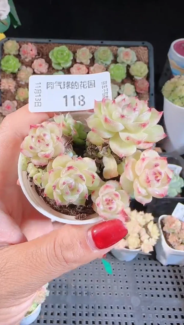 1113-118群生不包整