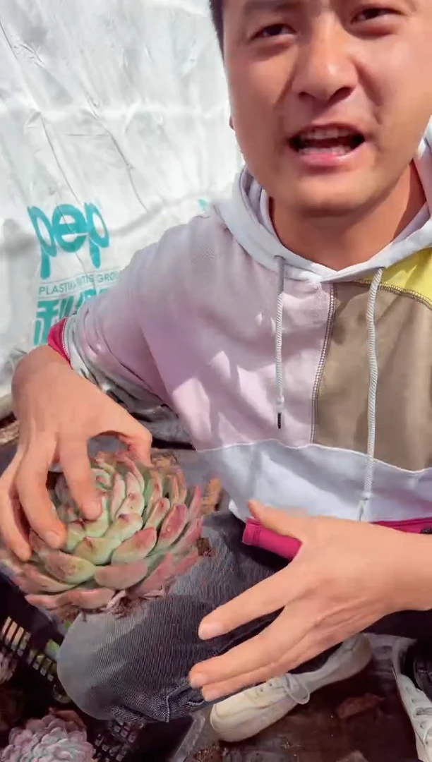 瑕疵红鸾不包售后9.99一颗