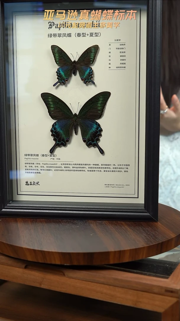 绿带翠凤蝶春夏型组合中文科普款a4