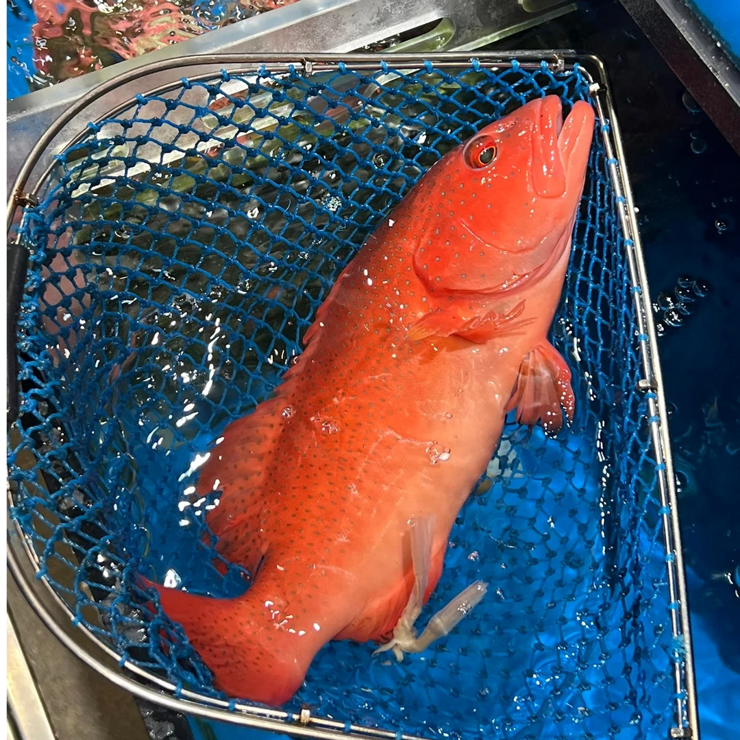 东星斑1-2条装  冰鲜发货 外地冷冻海中红玫瑰 颜值担当 家宴硬菜