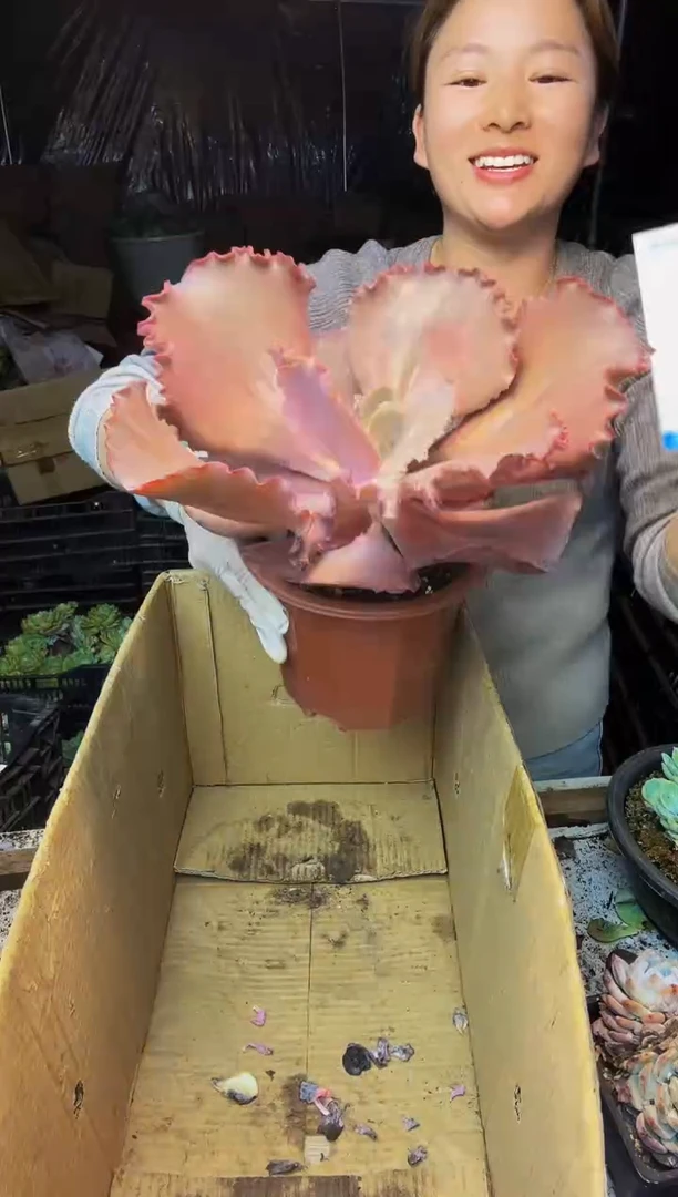 6号一物一拍默认微瑕不售后