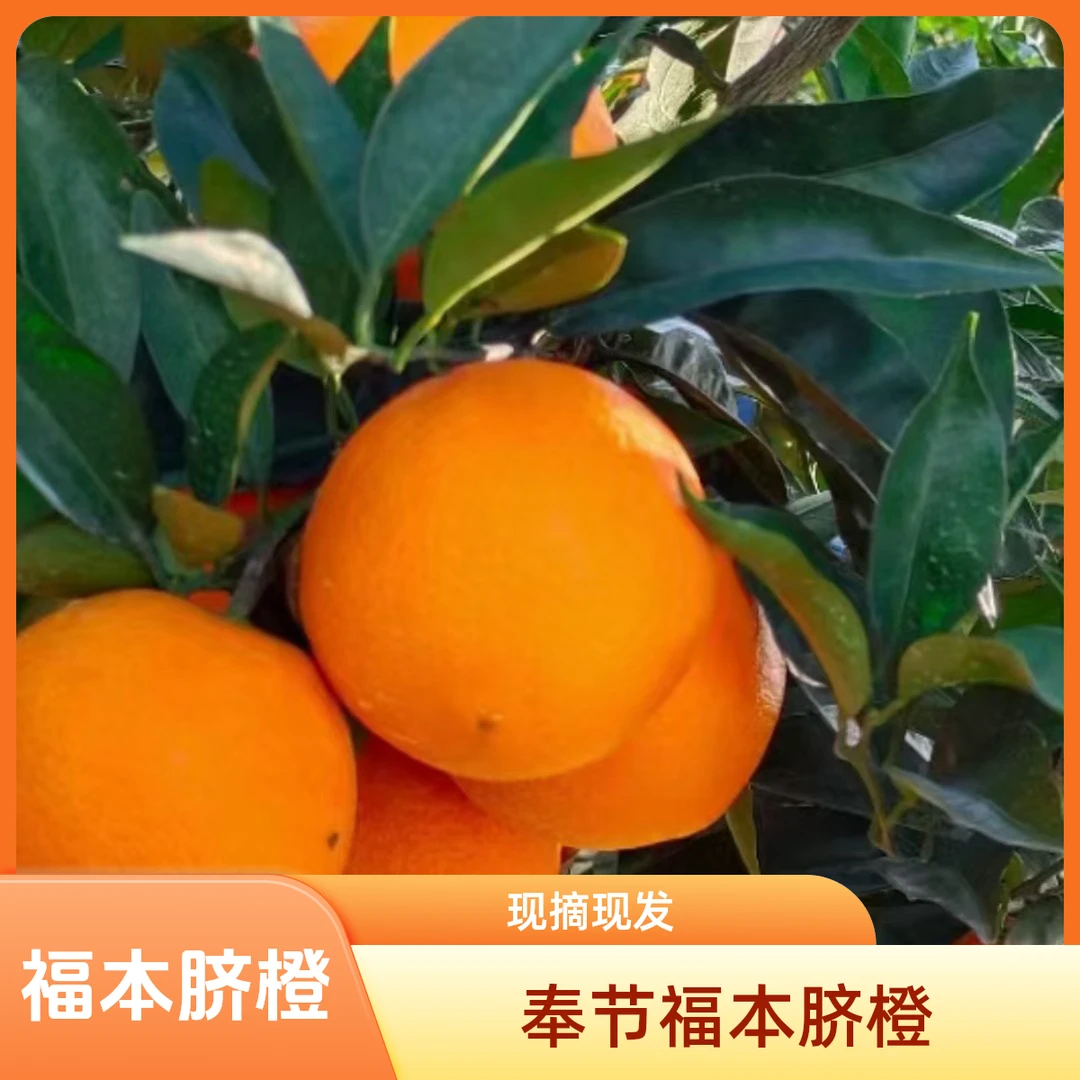 正宗奉节福本脐橙带箱5斤10斤现摘现发