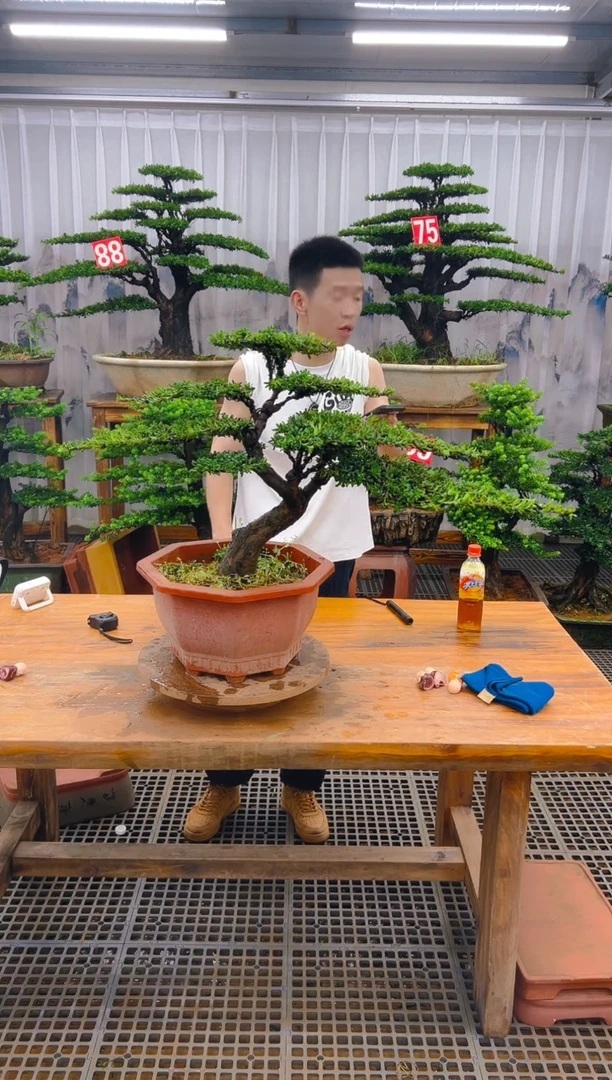 无花朵整***乐精品盆景直播间一物一拍