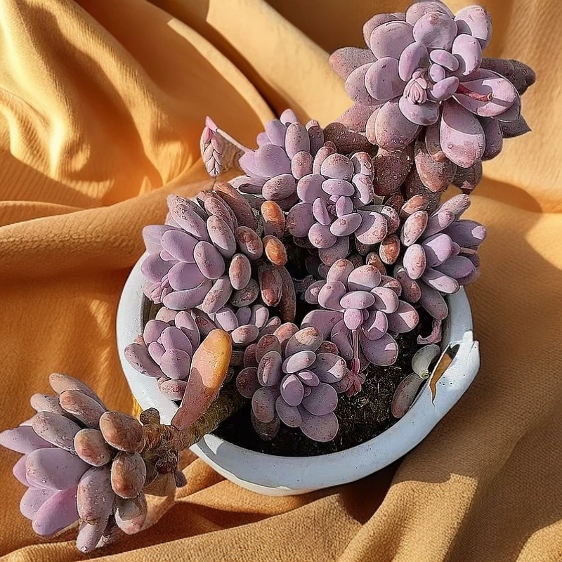 大桃美人老桩  熊猫多肉（满19包邮）脱土发  庭院美观  净化空气