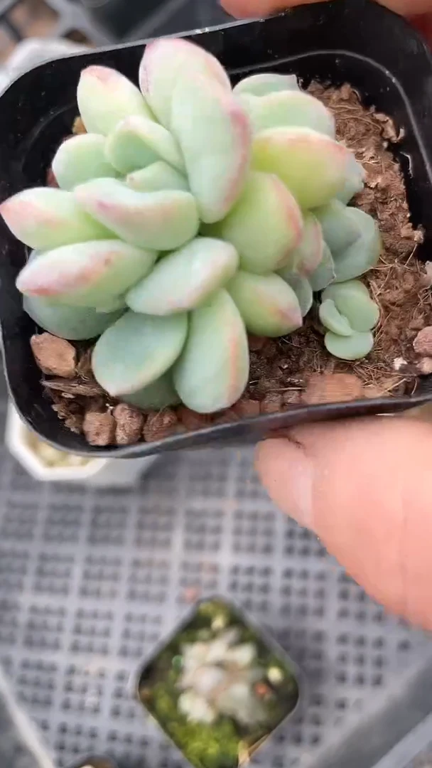 1颗    多肉  223