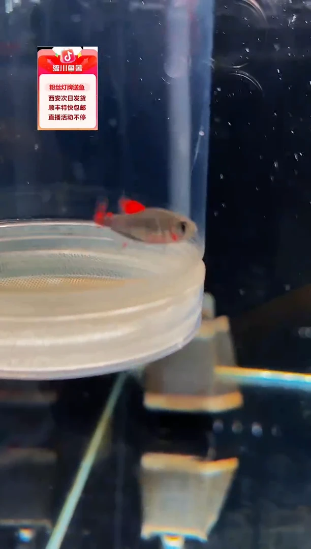 海水鱼且**肆海克斯科技